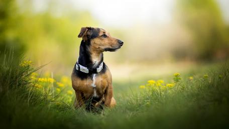 Charming Dachshund Enjoying Nature's Beauty wallpaper