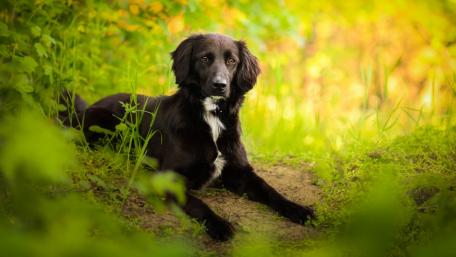 Majestic Black Dog in Nature's Embrace wallpaper