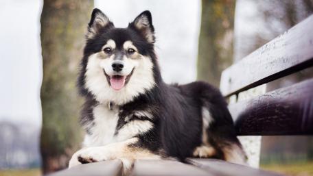 Joyful Dog Relaxing on a Park Bench wallpaper