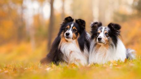 Shelties wallpaper