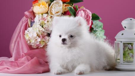 Adorable White Pomeranian Surrounded by Flowers wallpaper