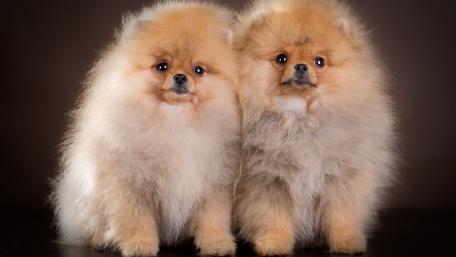 Fluffy Pomeranian Companions Sitting Together wallpaper