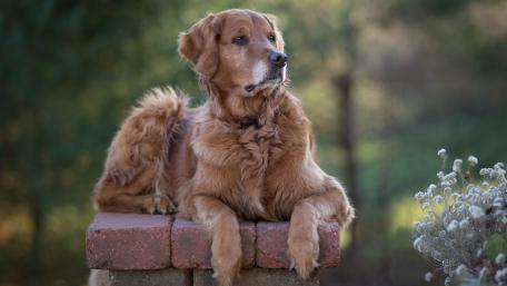 Golden Retriever Enjoying a Calm Moment in Nature wallpaper
