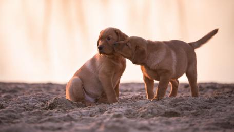 Playful Puppies Enjoying the Beach Magic wallpaper