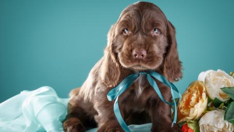 Charming Spaniel Puppy with Ribbon and Flowers wallpaper