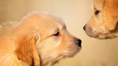 Adorable Golden Retriever Puppies Facing Each Other wallpaper