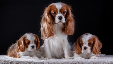 Cavalier King Charles Spaniels wallpaper