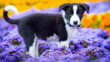 Border collie puppy wallpaper