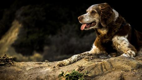 Loyal Companion in Nature's Embrace wallpaper