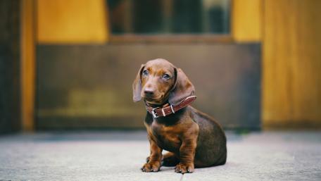 Adorable Dachshund Puppy Sitting Calmly Outdoors wallpaper
