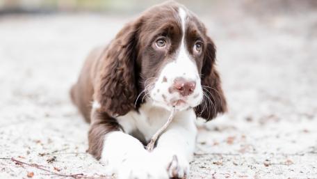 Playful English Springer Spaniel Puppy Resting on the Ground wallpaper
