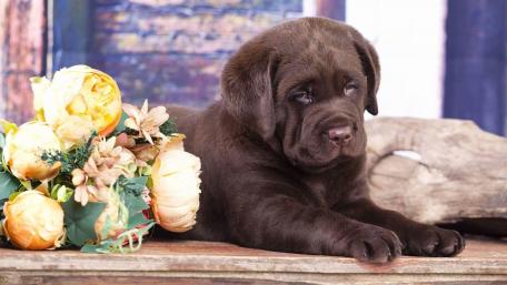 Black Labrador Retriever Puppy wallpaper
