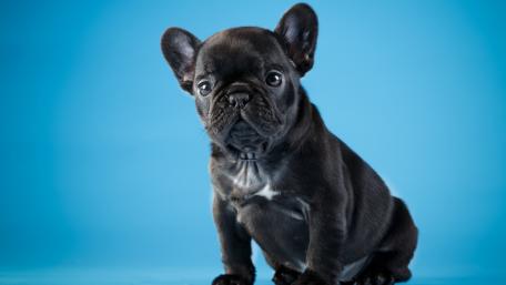 Adorable Black French Bulldog Puppy Sitting Proudly wallpaper