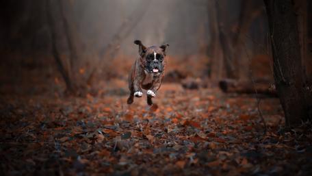 Running Boxer wallpaper