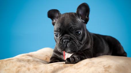 Adorable Black French Bulldog Puppy Wallpaper wallpaper