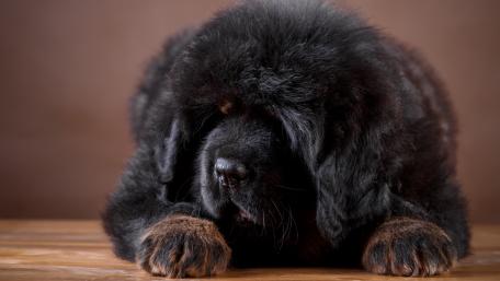 Tibetan Mastiff dog wallpaper