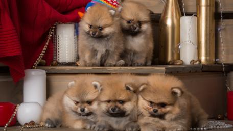Adorable Pomeranian Puppies Together In A Cozy Setting wallpaper
