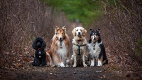 Charming Canine Companions Gathered Together wallpaper