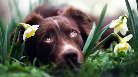 Dog with daffodils wallpaper