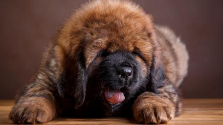 Tibetan Mastiff puppy wallpaper