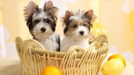 Biewer Terriers wallpaper