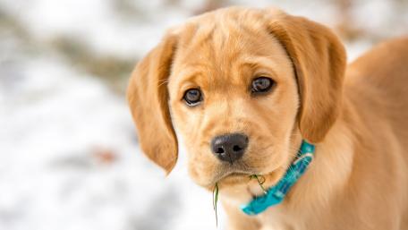 Adorable Golden Retriever Puppy in Snow Scene wallpaper