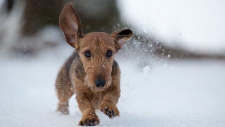 Wire-haired dachshund in the snow wallpaper