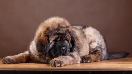 Majestic Tibetan Mastiff Puppy Sleeping Quietly wallpaper