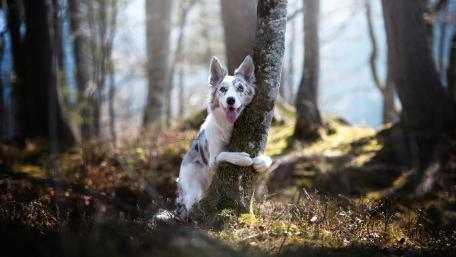 Majestic Australian Shepherd in Woodland Scene wallpaper