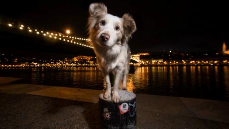 Herding dog in the city wallpaper