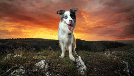 Charming Border Collie at Sunset Moment wallpaper