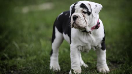 American Bulldog puppy wallpaper