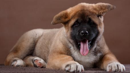 Adorable Akita Puppy Wallpaper wallpaper