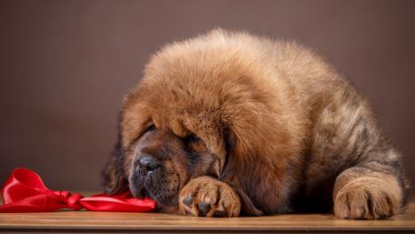 Sleepy Tibetan Mastiff Puppy Wallpaper for Dog Lovers wallpaper