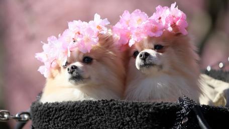 Adorable Pomeranians in Floral Crowns Seconds of Cuteness wallpaper