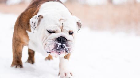 Bulldog Enjoying the Snowy Adventure wallpaper
