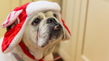 Adorable Dog in Hat Captures Hearts wallpaper