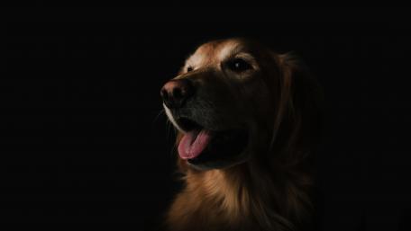 Golden Retriever in Mysterious Shadow Play wallpaper