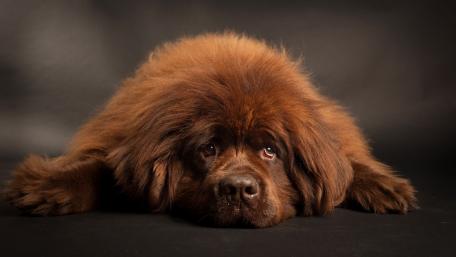 Majestic Tibetan Mastiff in Relaxed Pose wallpaper