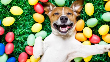 Playful Jack Russell Terrier in a Colorful Easter Scene wallpaper