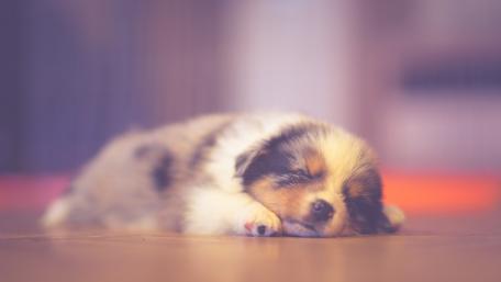 Adorable Sleeping Puppy Wallpaper wallpaper