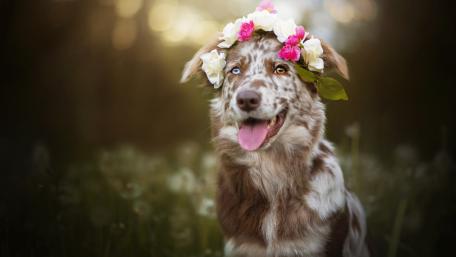 Australian Shepherd wallpaper