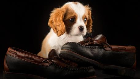 Adorable Puppy with Shoes Wallpaper wallpaper