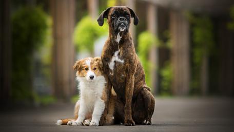 Heartwarming Bonds Between Dogs and Their Friends wallpaper