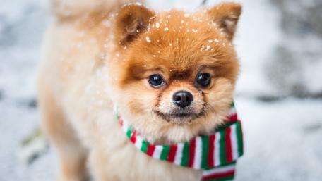 Cute Pomeranian in the Snow with a Festive Scarf wallpaper