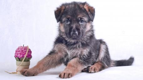 Adorable German Shepherd Puppy Wallpaper wallpaper