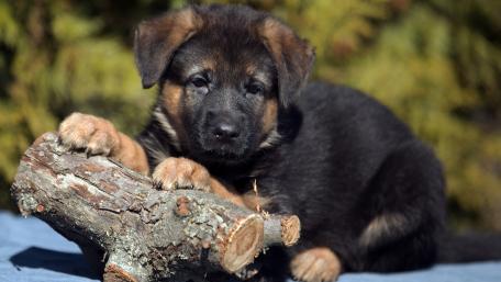 Adorable German Shepherd Puppy with a Stick wallpaper