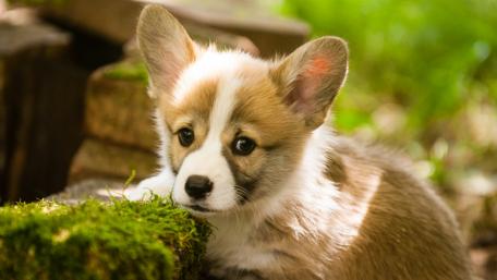 Pembroke Welsh Corgi puppy wallpaper
