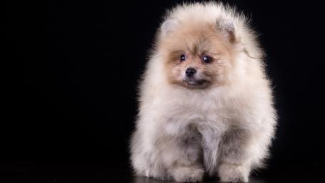 Fluffy Pomeranian Puppy Portrait wallpaper