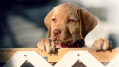 Adorable Labrador Puppy Behind a Fence wallpaper